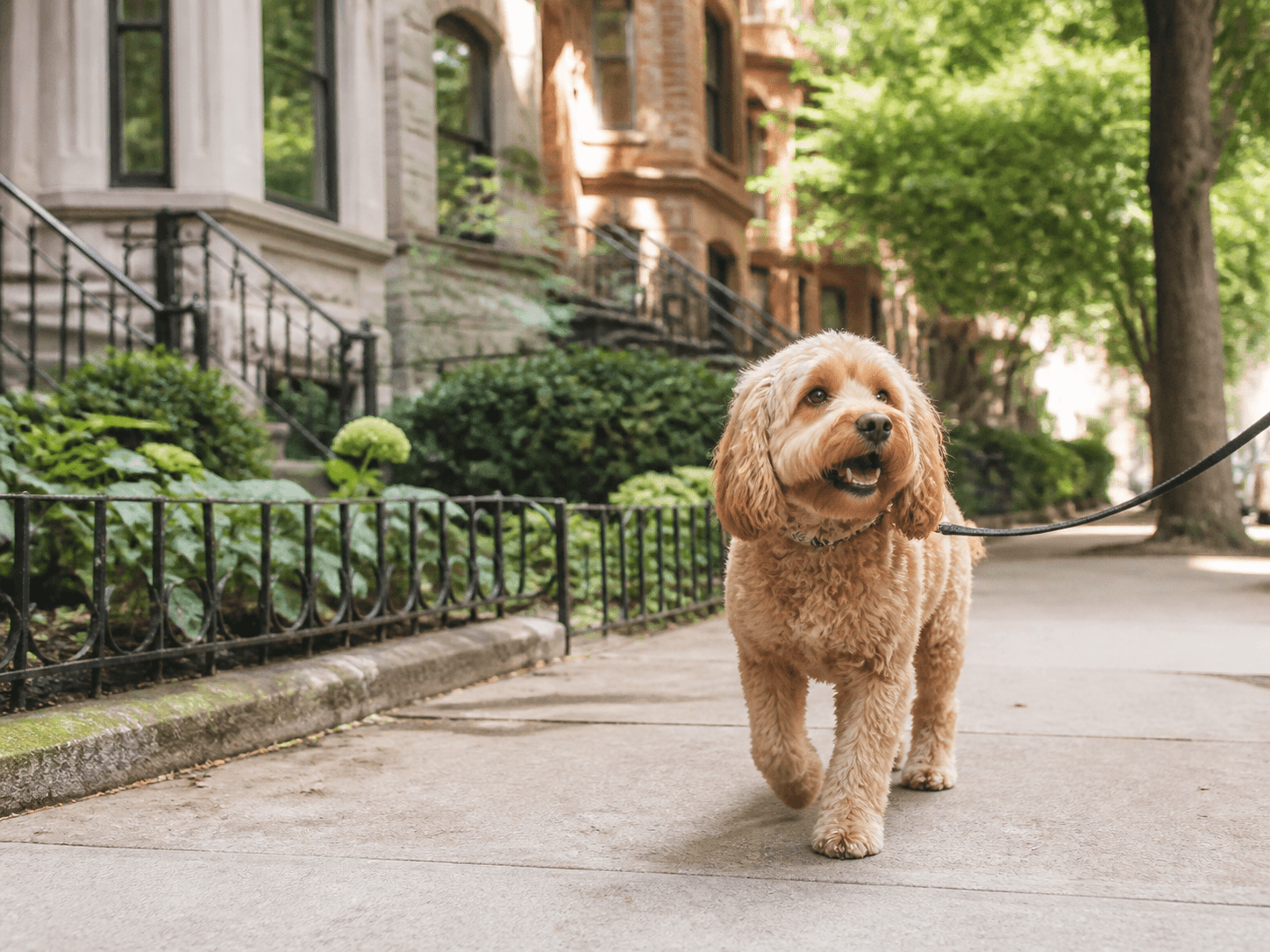 A dog enjoying a neighborhood walk